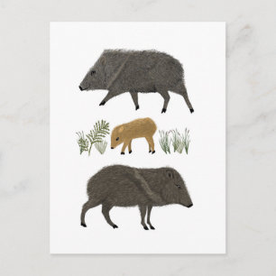 Cartão Postal Animais do Deserto do Retrato da Família Javelina