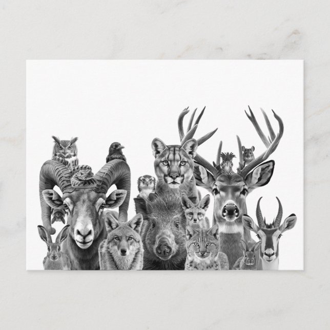 Cartão Postal Animais do Deserto Sonoran Sudoeste (Frente)