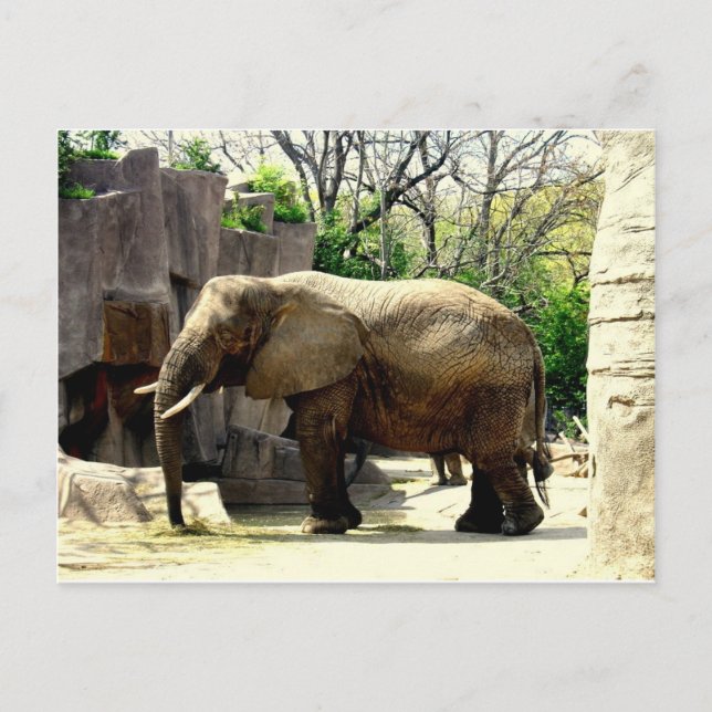 Cartão Postal Animais do Zoológico (Frente)