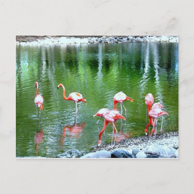 Cartão Postal Animais do Zoológico (Frente)