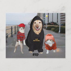 Cartão Postal Animais Engraçados/Laboratórios E Gatos/Sup/Whazup