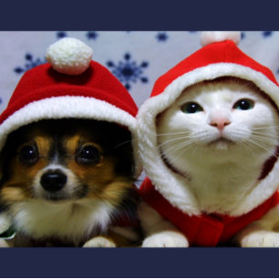 Cartão Postal Animais Fofos