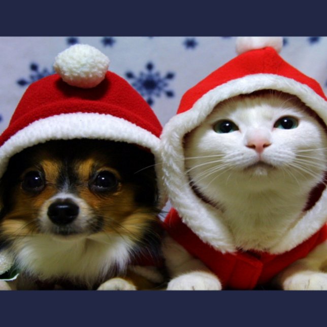 Cartão Postal Animais Fofos (Criador carregado)