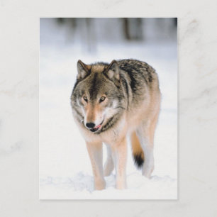 Cartão Postal Animais Fora Da Neve