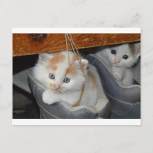 Cartão Postal Animais Gatos De Gatinho De Gato De Gato De Gato