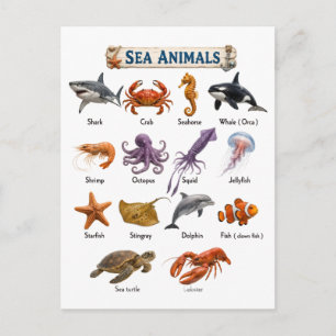 Cartão Postal Animais Marinhos