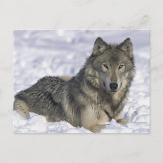 Cartão Postal Animais Na Neve