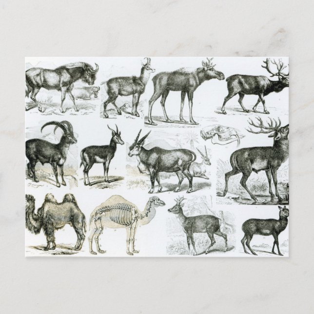 Cartão Postal Animais não galados ou Hoofed (Frente)