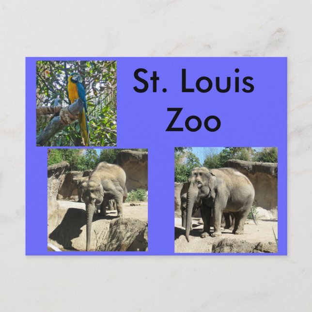 Cartão Postal Animais no Zoológico (Frente)