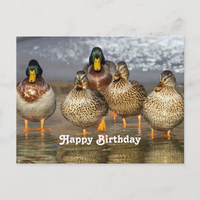 Cartão Postal Animais Patos-Reais Foto Aniversário (Frente)