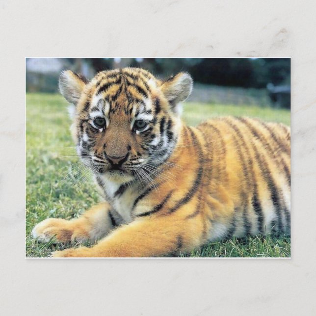 Cartão Postal Animais selvagens (Frente)