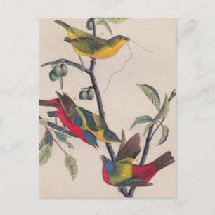 Cartão Postal Animais Selvagens de Aves Pintadas com Audubon