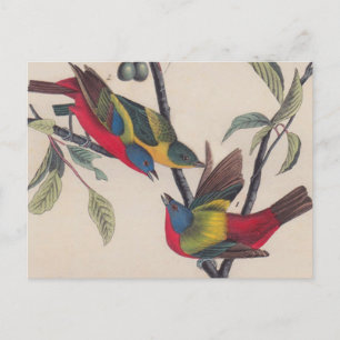 Cartão Postal Animais Selvagens de Aves Pintadas com Audubon