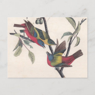 Cartão Postal Animais Selvagens de Aves Pintadas com Audubon