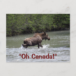 Cartão Postal Animais Selvagens de Moose Canadense