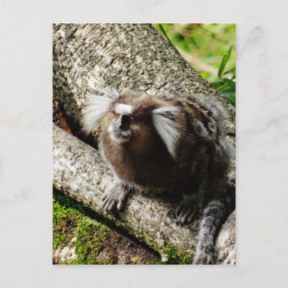Cartão Postal Animais selvagens em Rio