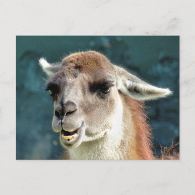 CARTÃO POSTAL ANIMAIS SELVAGENS - GUANACO (Frente)