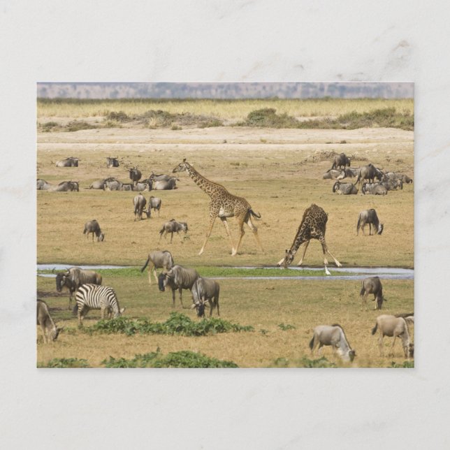 Cartão Postal Animais selvagens, Zebras e Girafas (Frente)
