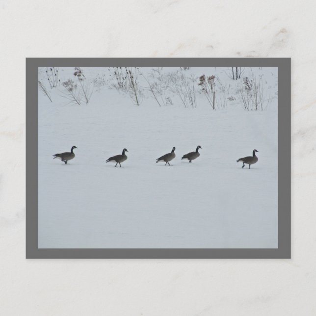Cartão Postal Animal Bird Canada Geese 1 (Frente)