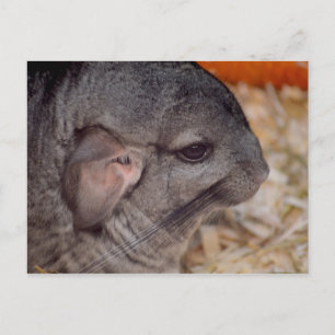 Cartão Postal animal de visão da cabeça da cinza chinesa