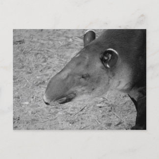Cartão Postal animal do zoológico preto e branco da cabeça de ta