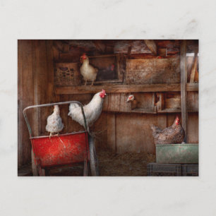 Cartão Postal Animal - Galinha - O pato é um espião