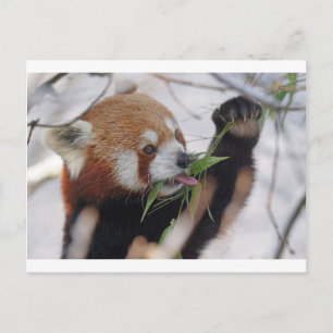 Cartão Postal animal impresso panda vermelho fofo