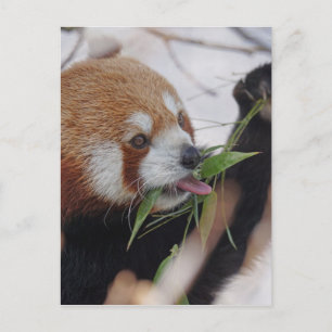 Cartão Postal animal impresso panda vermelho fofo