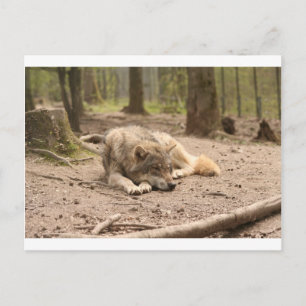Cartão Postal Animal Lobo Paz Amor Selvagem País Natureza