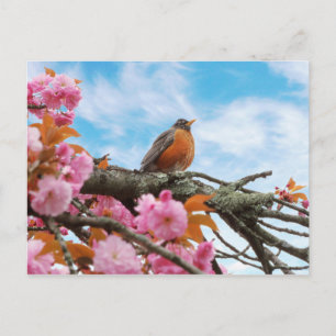 Cartão Postal Animal - Pássaro - Primeiro ladrão de primavera