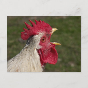 Cartão Postal animal, pintinho, frango, fazenda, fofo, ave, bebê