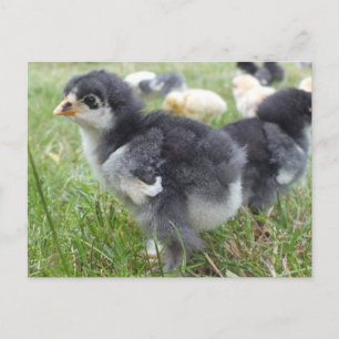 Cartão Postal animal, pintinho, frango, fazenda, fofo, ave, bebê