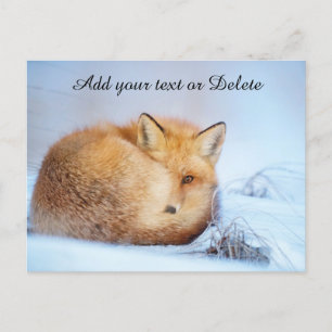 Cartão Postal *~* Animal Red Fox Ap18 Wildlife Personalize Artsy