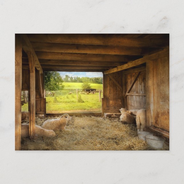 Cartão Postal Animal - Sheep - Counting sheep (Frente)