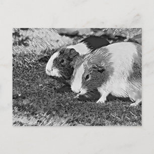 Cartão Postal AnimalArtBW_GuineaPig_003