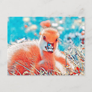 Cartão Postal AnimalMix_Bird_019