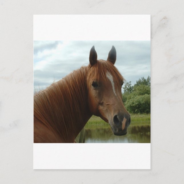 Cartão Postal Aniversário 012 (Frente)