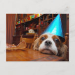 Cartão Postal Aniversário descuidado do Spaniel de rei Charles<br><div class="desc">Renae é um Spaniel de rei Charles descuidado. Você encontrará muitas fotografias de Renae e seu filho Joey nesta seção. Aqui esperas de Renae pacientemente com seu chapéu azul bonito do partido sobre para ajudar Joey a comer acima de todos os petiscos deliciosos amigáveis do cão, para comemorar seu aniversário....</div>