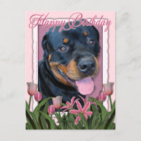 Aniversário - Tulipas Rosa - Rottweiler - Harley