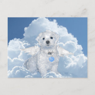 Cartão Postal Anjo de resgate maltês