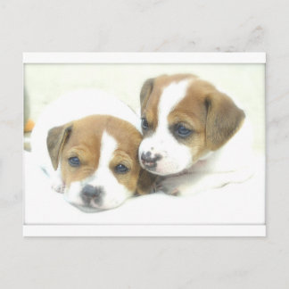 Cartão Postal Anjo Puppies