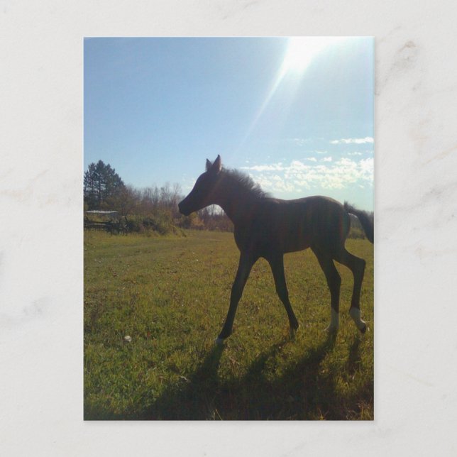 Cartão Postal AnjosVoandoNite (Frente)