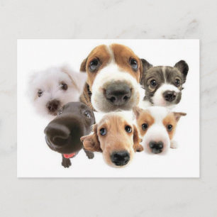 Cartão Postal Ann Landers Cita Cães