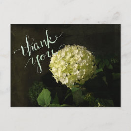 Cartão Postal Annabelle Hydrangea Obrigado-você