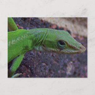 Cartão Postal Anole Verde