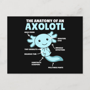 Cartão Postal Anotação Axolotl Anatomia De Um Axolotl