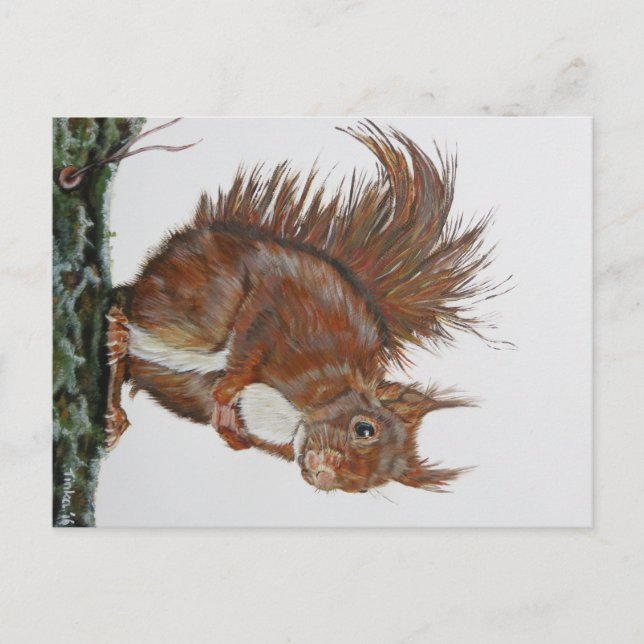 Cartão Postal Ansichtkaart Eekhoorn. (Frente)