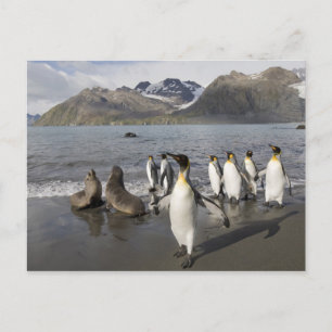 Cartão Postal Antarctica, South Georgia Island (UK), Antarctic 2