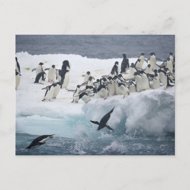 Cartão Postal Antártica, Ilha Paulet. Pinguins addeliados (Frente)