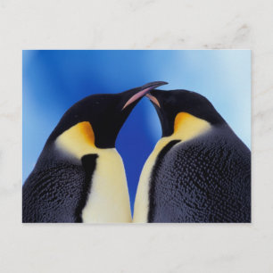 Cartão Postal Antártica, Imperador Pinguim (Aptenodytes 2